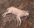 Σιάτιστα Κοζάνης: Μαζική δολοφονία ζώων με φόλες στη Μπάρα