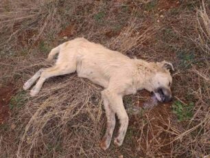 Σιάτιστα Κοζάνης: Μαζική δολοφονία ζώων με φόλες στη Μπάρα