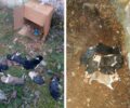 Σιάτιστα Κοζάνης: Πέταξε κουτάβια μέσα σε χαρτόκουτο και τα άφησε να πεθάνουν από την ασιτία