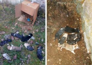 Σιάτιστα Κοζάνης: Πέταξε κουτάβια μέσα σε χαρτόκουτο και τα άφησε να πεθάνουν από την ασιτία