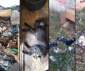 Δολοφονίες αδέσποτων στη Σιάτιστα και εγκληματικές πρακτικές απ’ τον Δήμο Βοΐου σε βάρος σκυλιών καταγγέλλει «Η Ευθύνη»