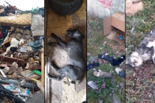Δολοφονίες αδέσποτων στη Σιάτιστα και εγκληματικές πρακτικές απ’ τον Δήμο Βοΐου σε βάρος σκυλιών καταγγέλλει «Η Ευθύνη»
