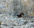 Βρήκε σκύλο στα βράχια στο αναρριχητικό πεδίο Σπάτων Αττικής (βίντεο)