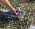 Φροντίζουν σταχτοτσικνιά που βρέθηκε πυροβολημένος από κυνηγό στον ποταμό Ερασινό Αττικής