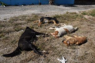 Με φόλες δολοφόνησε σκυλιά και πουλιά στο Τημένιο Αργολίδας