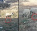 Τήνος: Πρόβατα κακοποιούνται με παστούρα – Οι αρχές δεν τα βλέπουν;