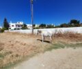Τήνος: Συνελήφθη άνδρας που κακοποιούσε άλογο – Το είχε δεμένο στον ήλιο για μέρες χωρίς νερό