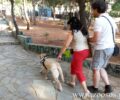 «Σκύλοι Οδηγοί Ελλάδος»: Διευθετήθηκε το ζήτημα της εισόδου των σκυλιών – οδηγών τυφλών στις εκκλησίες