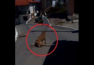 Μεταφέρθηκε σε κτηνιατρείο το σκυλί που βρέθηκε να σέρνεται παράλυτο στη Βαρβάρα Χαλκιδικής (βίντεο)