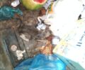 Βόνιτσα Αιτωλοακαρνανίας: Έσωσε γατάκι που σφήνωσε μέσα σε κάδο σκουπιδιών με το κεφάλι (βίντεο)