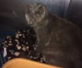 Βούλα Αττικής: Αναρρώνει γάτα που βρέθηκε τραυματισμένη από αντιπαρασιτικό περιλαίμιο (βίντεο)