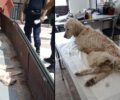 Χαϊδάρι Αττικής: Kατασχέθηκε σκελετωμένος σκύλος (Αγγλικό Σέττερ) που κακοποιούσε ο ιδιοκτήτης του (βίντεο)