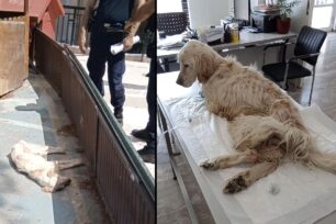 Χαϊδάρι Αττικής: Kατασχέθηκε σκελετωμένος σκύλος (Αγγλικό Σέττερ) που κακοποιούσε ο ιδιοκτήτης του (βίντεο)