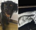 Ζάκυνθος: Γλύτωσε ο σκύλος που πυροβολήθηκε από κυνηγό (βίντεο)