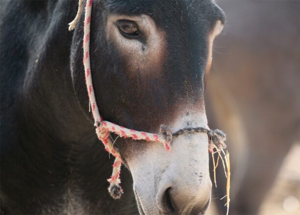 Δωρεάν φροντίδα ιπποειδών στην Όλυμπο από τη Φιλοζωική Δράση Καρπάθου