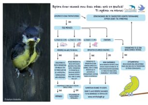 Τι πρέπει να κάνω αν βρω νεοσσό που έπεσε από τη φωλιά του