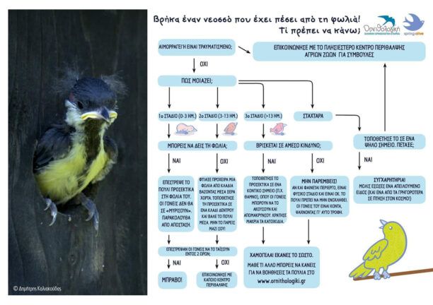 Τι πρέπει να κάνω αν βρω νεοσσό που έπεσε από τη φωλιά του