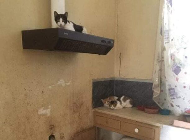 Άγιος Ιωάννης Ρέντης: Δεκάδες πτώματα και σε άθλιες συνθήκες 25 σκυλιά & 11 γάτες σε σπίτι συλλέκτριας ζώων