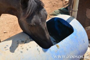 «Ιππόθεσις»: Νερό, απολύτως απαραίτητο για να ξεδιψούν και τα ιπποειδή (άλογα, γαϊδούρια, μουλάρια, πόνυ)