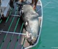 Αλόννησος: Ψαράς σκότωσε φώκια με ψαροντούφεκο (βίντεο)