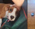 Άνω Λιόσια Αττικής: Βρήκαν τον αδέσποτο σκύλο πυροβολημένο με αεροβόλο