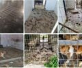 Σε άθλιες συνθήκες κρατάει έγκλειστα αδέσποτα σκυλιά ο Δήμος Άργους – Μυκηνών – Κλείνει το παράνομο κυνοκομείο του