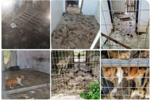 Σε άθλιες συνθήκες κρατάει έγκλειστα αδέσποτα σκυλιά ο Δήμος Άργους – Μυκηνών – Κλείνει το παράνομο κυνοκομείο του