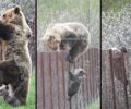 Οδηγίες σε περίπτωση που βρεθείτε αντιμέτωποι με αρκούδα