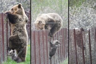 Οδηγίες σε περίπτωση που βρεθείτε αντιμέτωποι με αρκούδα