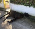 Βρήκαν άλογο νεκρό στον δρόμο στην Αρτέμιδα (Λούτσα) Αττικής