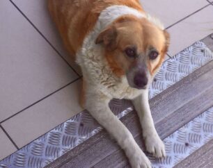 Αναζητούν την ηλικιωμένη σκυλίτσα που εξαφάνισε ο Δήμος Χανίων από τα Κουνουπιδιανά