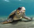 Ζάκυνθος: Νεκρές από προπέλες θαλάσσιες χελώνες στον κόλπο του Λαγανά εντός του θαλάσσιου πάρκου