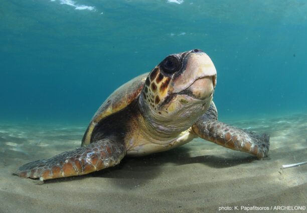 Ζάκυνθος: Νεκρές από προπέλες θαλάσσιες χελώνες στον κόλπο του Λαγανά εντός του θαλάσσιου πάρκου
