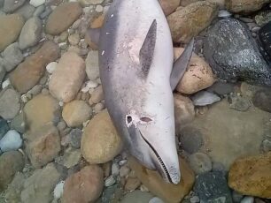 Νεκρό δελφίνι με τρύπα στο κεφάλι στις Ελευθερές Καβάλας