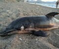 Τρία νεκρά δελφίνια – το ένα μαχαιρωμένο από ψαρά – εκβράστηκαν σε παραλίες του Κορινθιακού Κόλπου