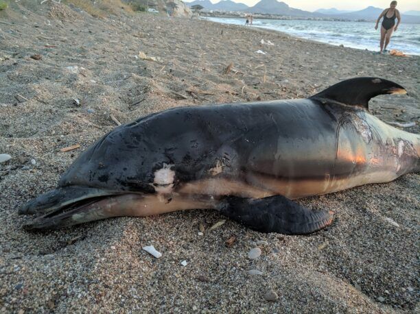 Τρία νεκρά δελφίνια – το ένα μαχαιρωμένο από ψαρά – εκβράστηκαν σε παραλίες του Κορινθιακού Κόλπου