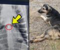 Δεσκάτη Γρεβενών: Σκύλος βρέθηκε παράλυτος - Πυροβολημένος με αεροβόλο και με κυνηγετικό όπλο