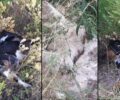 Διαβολίτσι Μεσσηνίας: Μαζική δολοφονία ζώων με φόλες