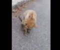 Έκκληση για να σωθεί άρρωστο γατάκι στην Ευκαρπία Θεσσαλονίκης (βίντεο)