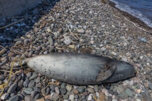 Λέσβος: Νεκρή φώκια με θηλιά από σχοινί στην ουρά στην παραλία της Πέτρας