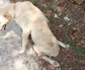 Γιάννενα: Πέταξε τον παράλυτο σκύλο στο Πανεπιστημιακό Γενικό Νοσοκομείο Ιωαννίνων