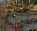 Ο Δήμος Ικαρίας μετά την κατακραυγή καλεί τους βασανιστές σκυλιών να φροντίσουν τα ζώα τους