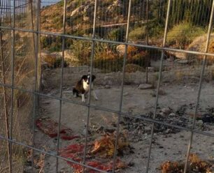 Ο Δήμος Ικαρίας μετά την κατακραυγή καλεί τους βασανιστές σκυλιών να φροντίσουν τα ζώα τους