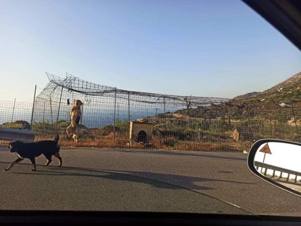 Ικαρία: Χωρίς τέλος το μαρτύριο των σκυλιών – Οι ντόπιοι απολαμβάνουν να τα βασανίζουν;