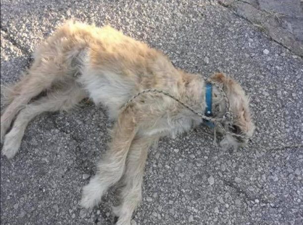 Ναύπλιο Αργολίδας: Αναζητούν πληροφορίες για σκύλο που βρέθηκε με θηλιά στον λαιμό νεκρός στην Καραθώνα