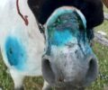 Καρίτσα Πιερίας: Φρόντισε τις πληγές του άλογου που κακοποιούσε ο ιδιοκτήτης του (βίντεο)