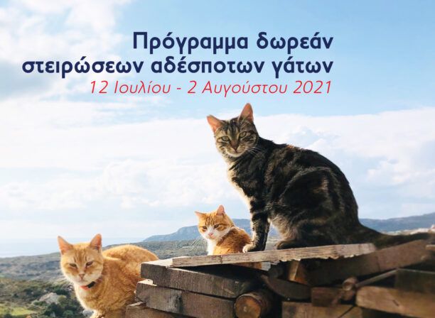 Φιλοζωική Δράση Καρπάθου: Πρόγραμμα στειρώσεων αδέσποτων γατιών από 12 Ιουλίου έως 2 Αυγούστου