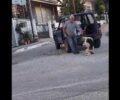 Γιατί έγινε περισυλλογή αδέσποτου μη επιθετικού σκύλου στις Καρυές Ιωαννίνων; (Βίντεο)