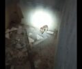 Καστοριά: Έσωσαν αλεπουδάκι που παγιδεύτηκε σε υπόγειο οικοδομής (βίντεο)