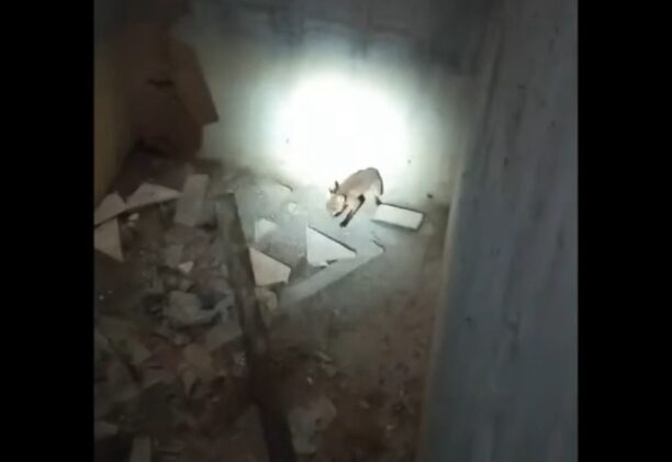 Καστοριά: Έσωσαν αλεπουδάκι που παγιδεύτηκε σε υπόγειο οικοδομής (βίντεο)
